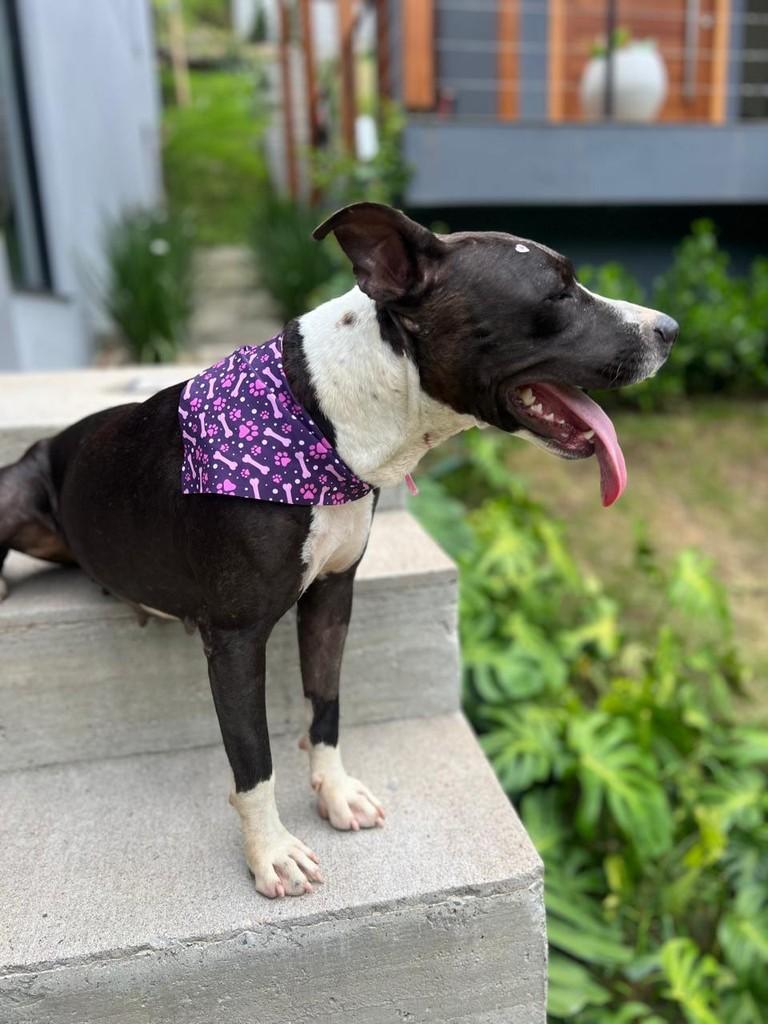 Piti, cadela de porte médio para adoção em Camboriú - SC