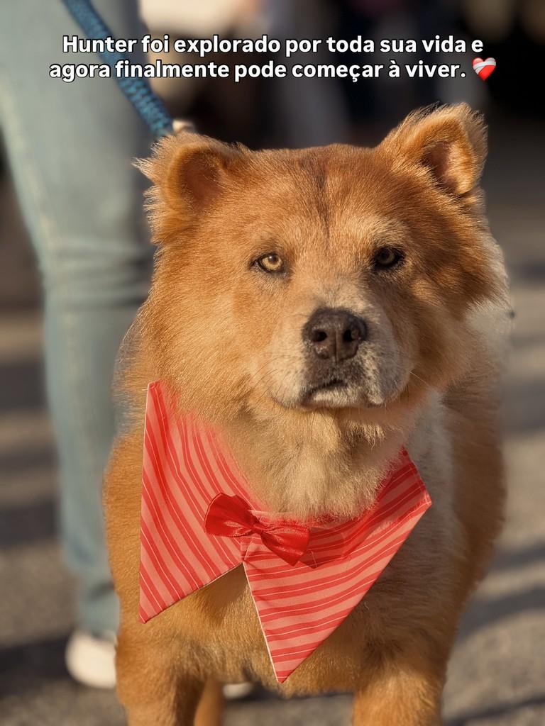 Hunter, cachorro de porte grande para adoção em Camboriú - SC