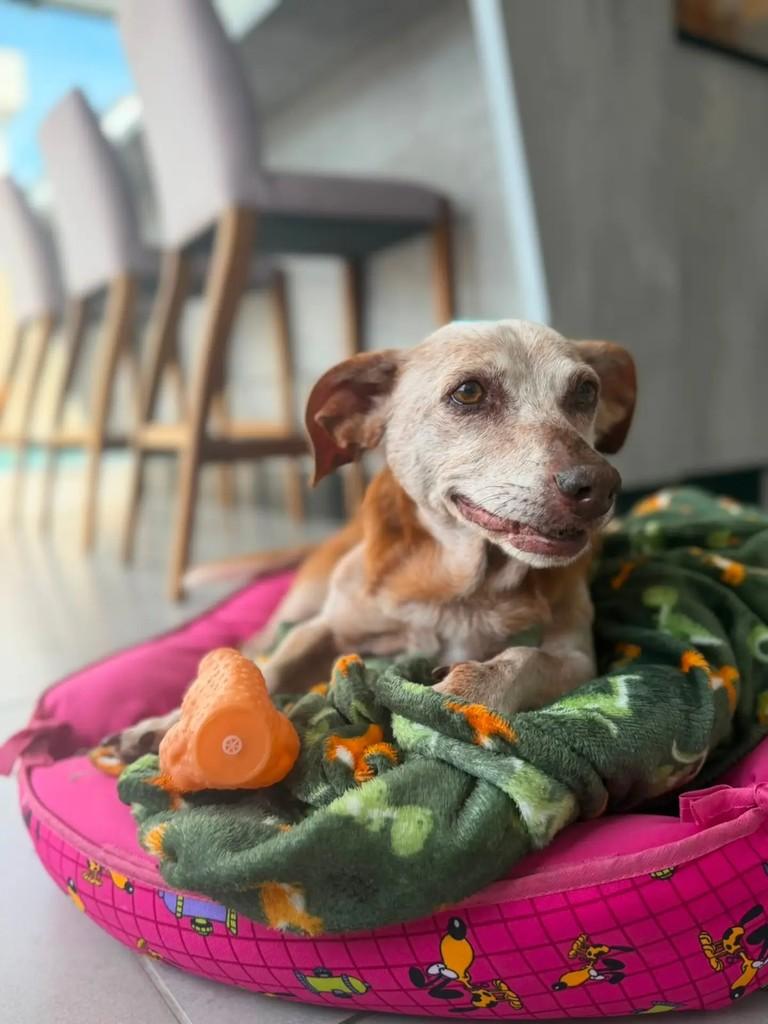 Vitório, cachorro de porte pequeno para adoção em Camboriú - SC