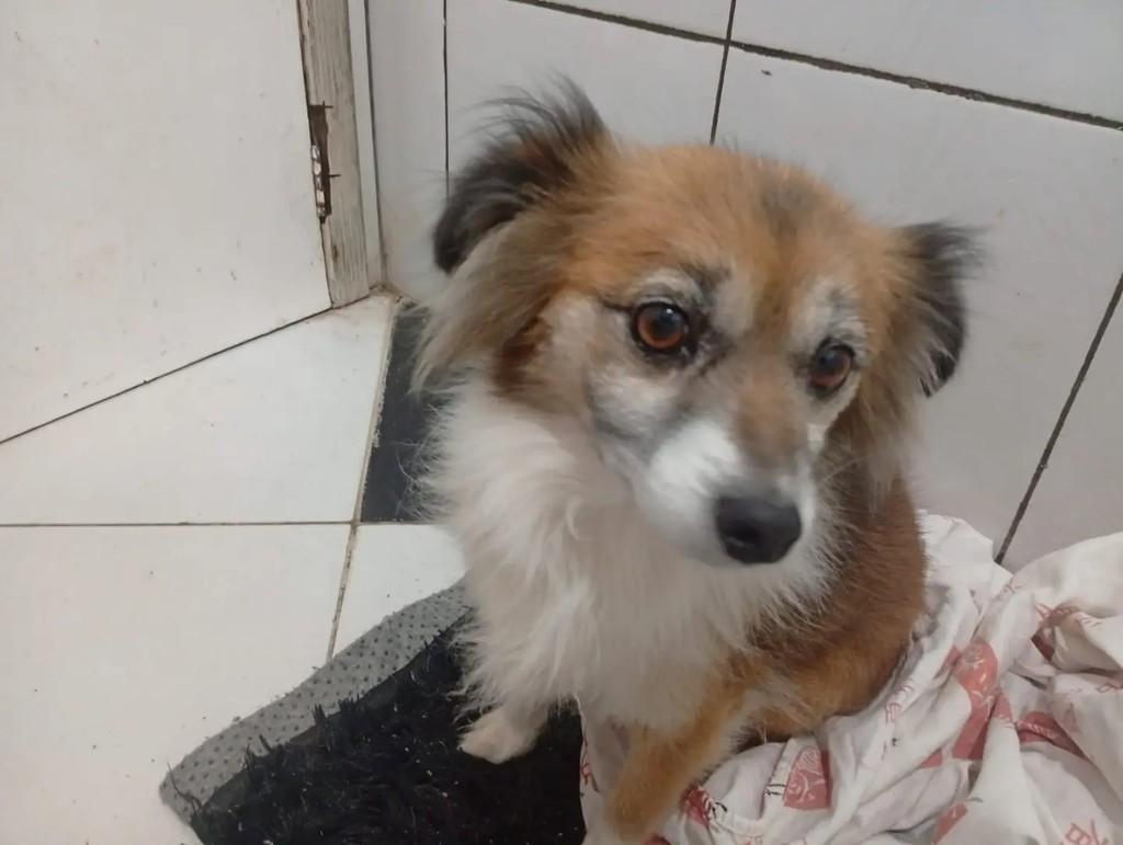 Nina, cadela de porte pequeno para adoção em Camboriú - SC