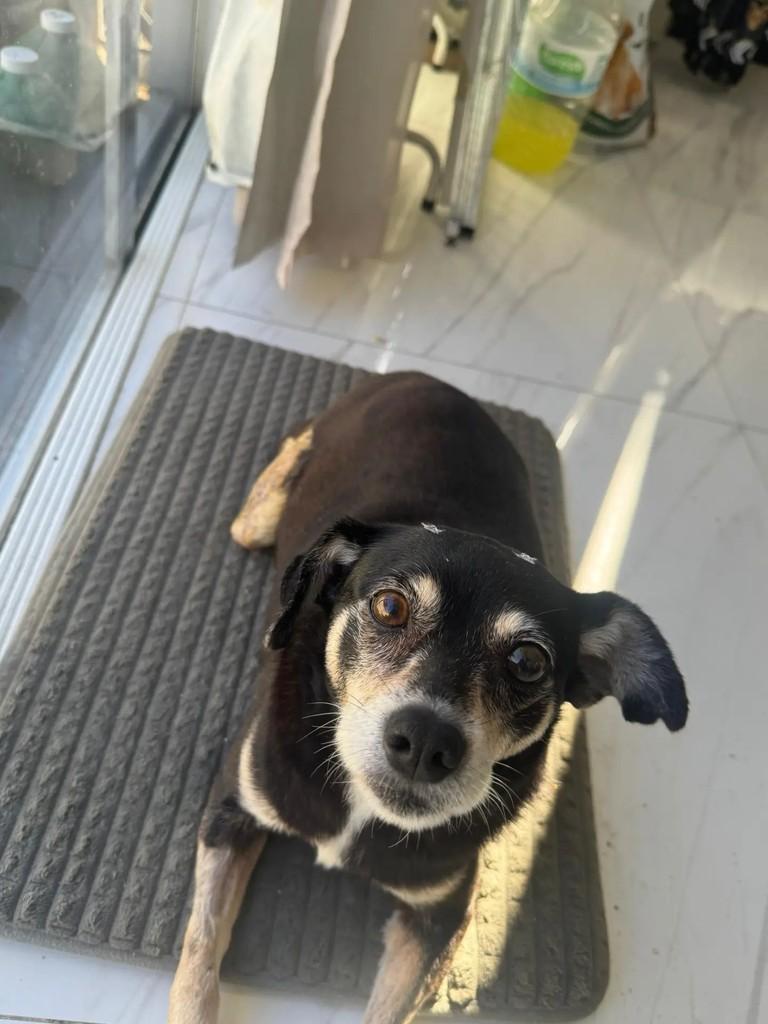Lilica, cadela de porte pequeno para adoção em Camboriú - SC