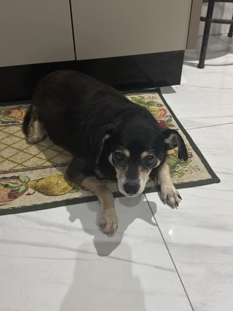 Lilica, cadela de porte pequeno para adoção em Camboriú - SC — foto 2 de 2