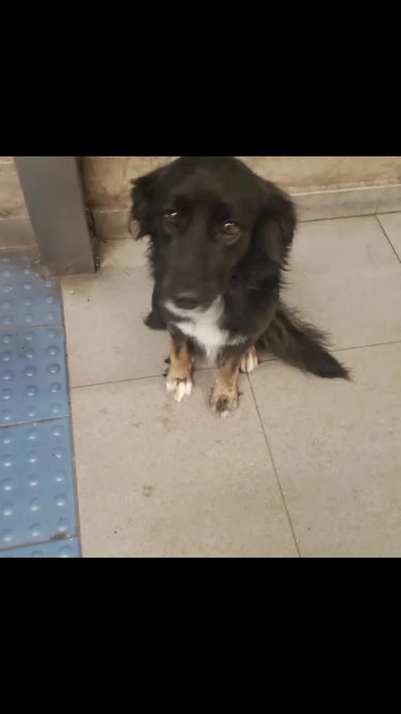 Suzano, cachorro de porte grande para adoção em Suzano - SP