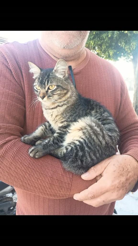 Tigrinho, gato de porte pequeno para adoção em Suzano - SP