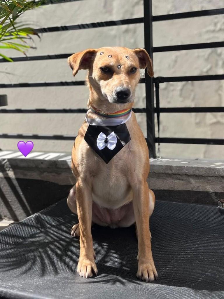 Nutella, cachorro de porte médio para adoção em Barueri - SP