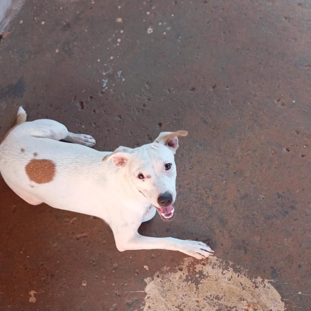 Jade, cadela de porte médio para adoção em Orindiúva - SP