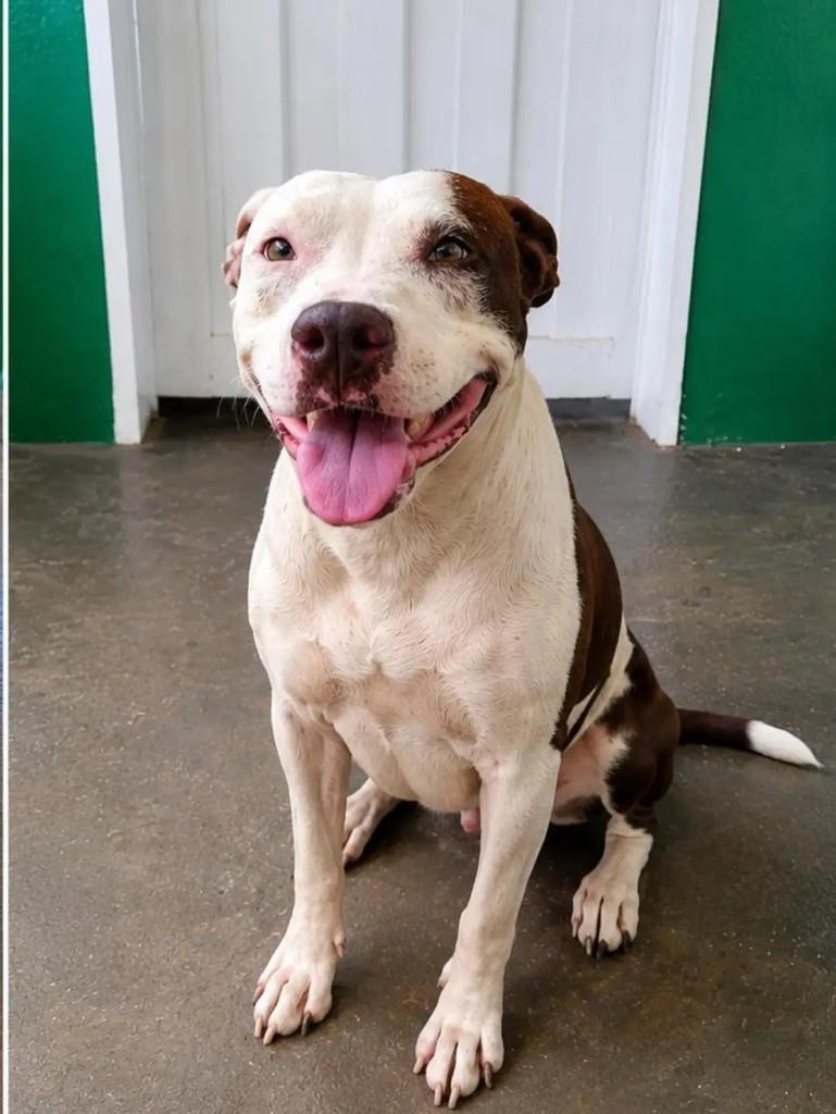 Pitty, cadela de porte pequeno para adoção em Orindiúva - SP