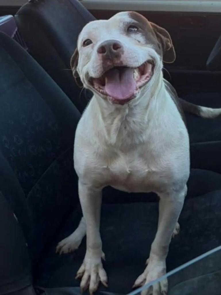 Pitty, cadela de porte pequeno para adoção em Orindiúva - SP — foto 2 de 2