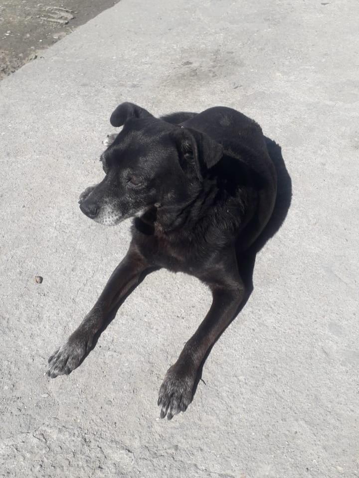 Pretinho, cachorro de porte médio para adoção em Parnaíba - PI