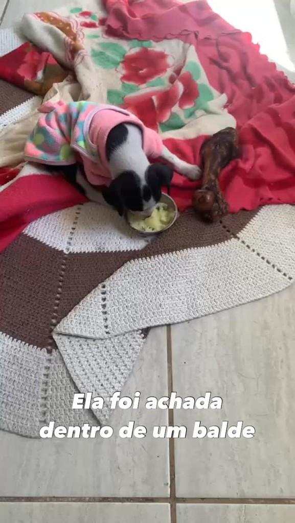 Filhotinha, cadela de porte pequeno para adoção em Bombinhas - SC