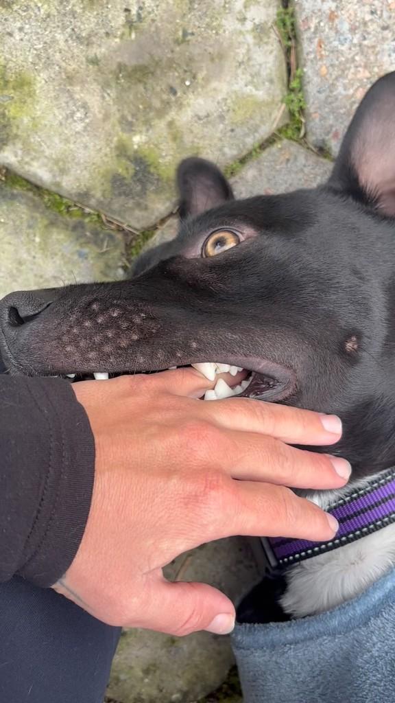 Mané, cachorro de porte médio para adoção em Bombinhas - SC