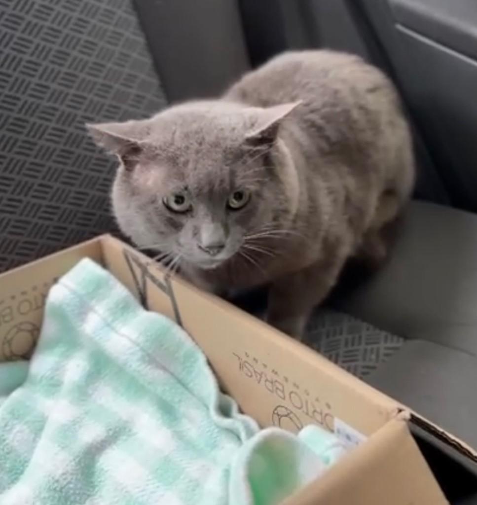 Lindao, gato de porte pequeno para adoção em Bombinhas - SC