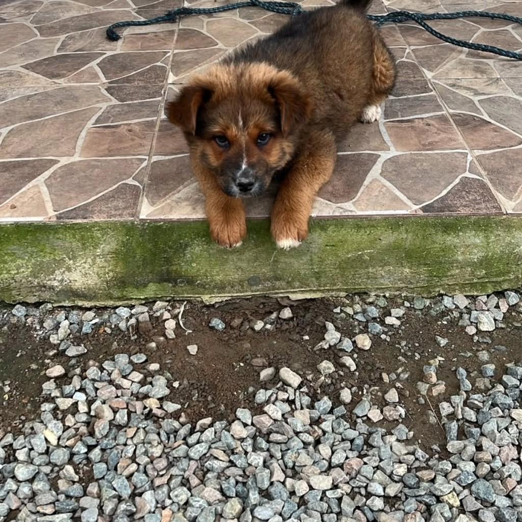 Pequena princesa, cadela de porte médio para adoção em Massaranduba - SC