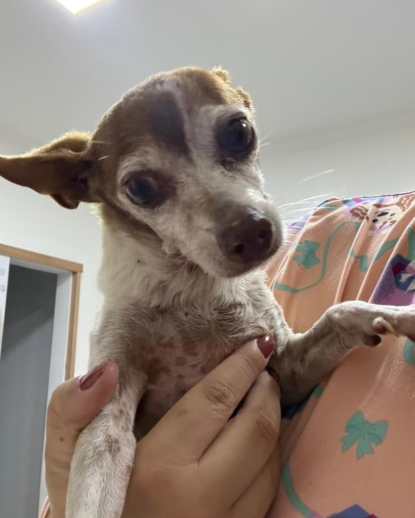 Senhorzinho mestiço Pinscher, cachorro de porte pequeno para adoção em Monte Alto - SP