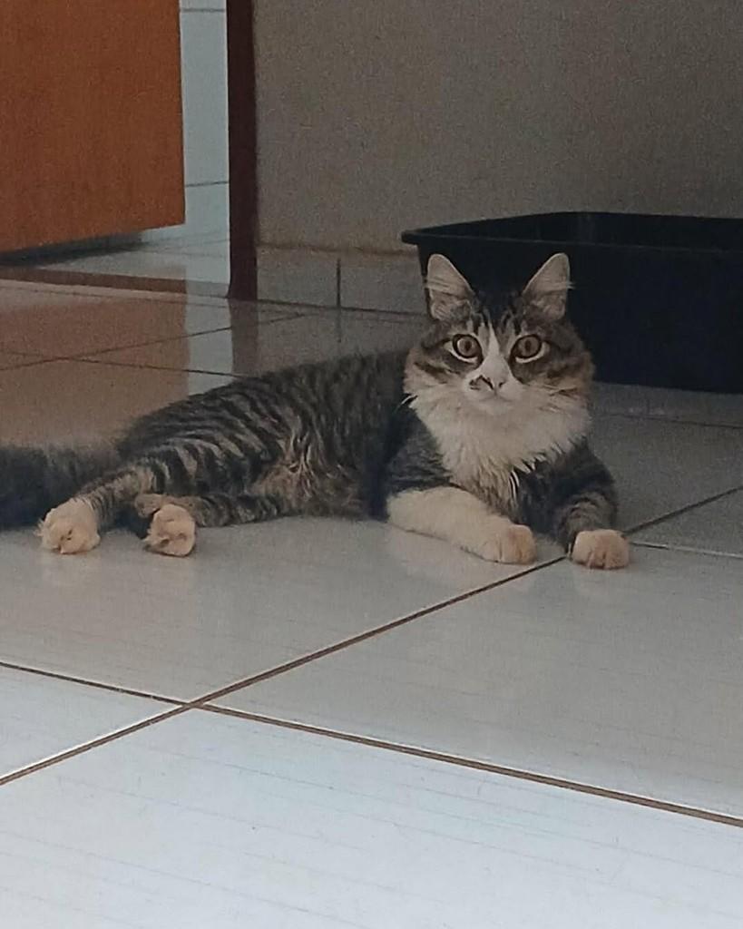 Sete, gato de porte médio para adoção em Monte Alto - SP