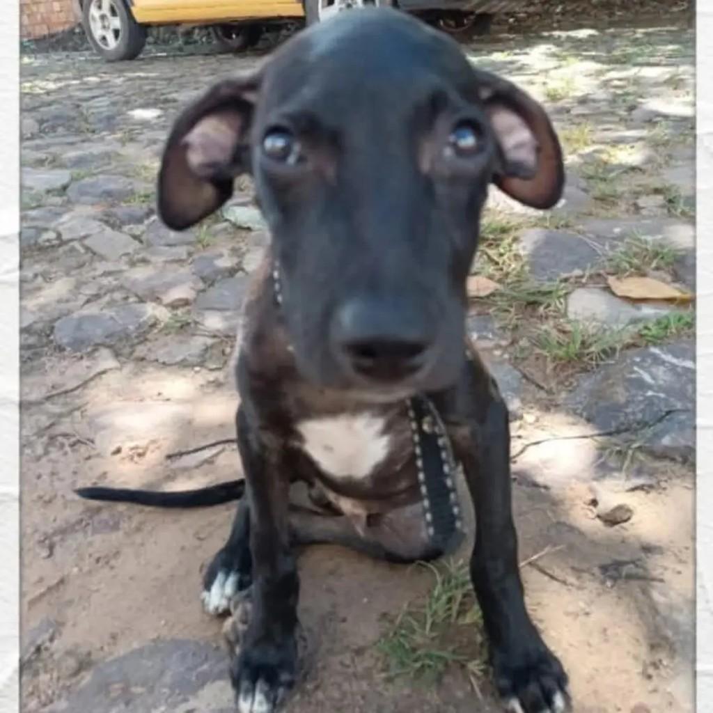 Sem Raça..., cachorro de porte médio para adoção em Piripiri - PI