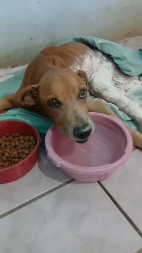 Hércules, cachorro de porte médio para adoção em Piripiri - PI