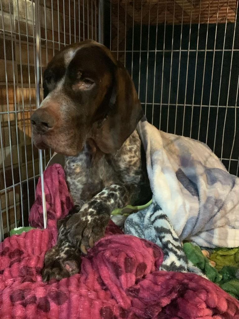 Pintado, cachorro de porte médio para adoção em Condor - RS