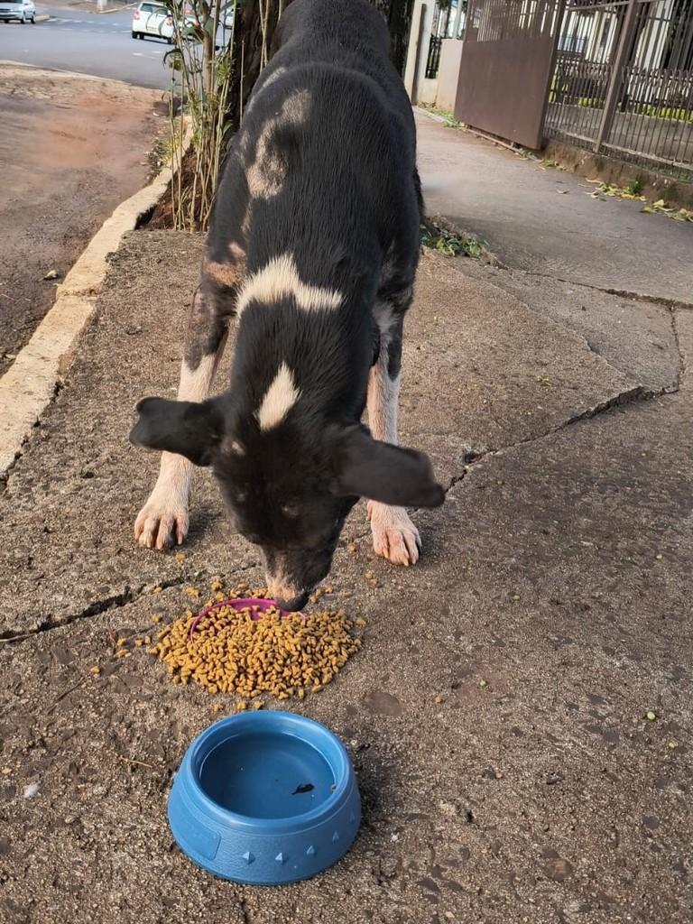 Bidu, cachorro de porte médio para adoção em Condor - RS