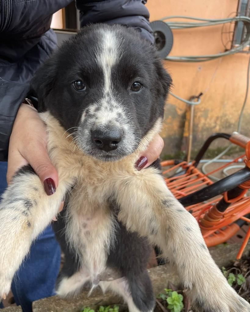 Collie, cachorro de porte pequeno para adoção em Condor - RS