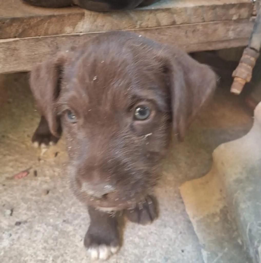 Lindo, cachorro de porte grande para adoção em Guarapari - ES