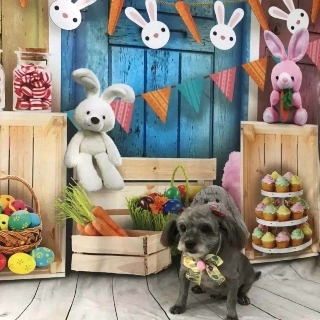 Nina, cachorro de porte pequeno para adoção em Guarapari - ES