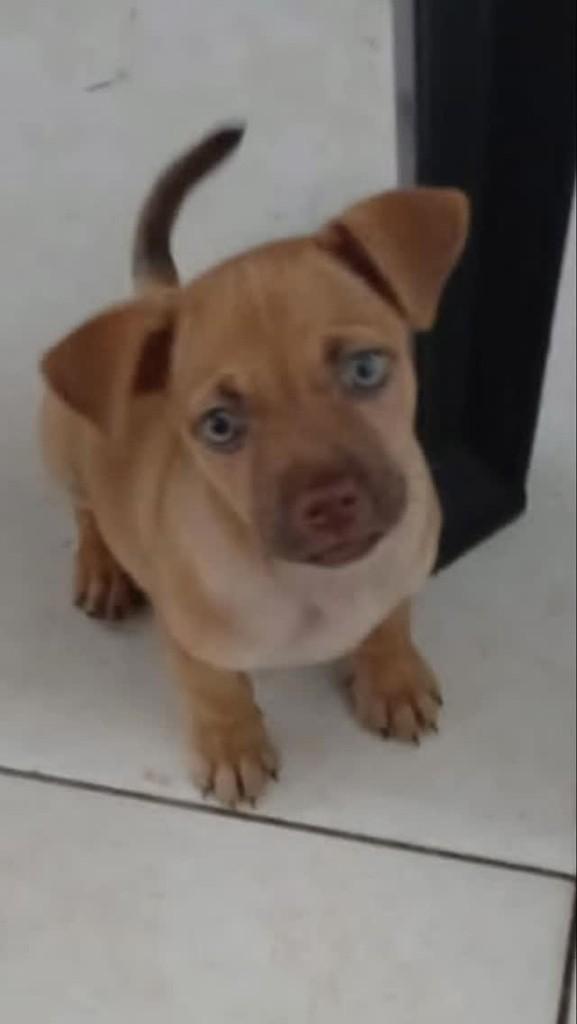 Doguinha, cachorro de porte médio para adoção em Guarapari - ES