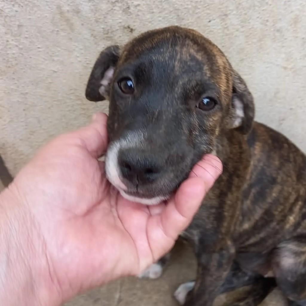 Pai Pittbull, cachorro de porte médio para adoção em Guarapari - ES
