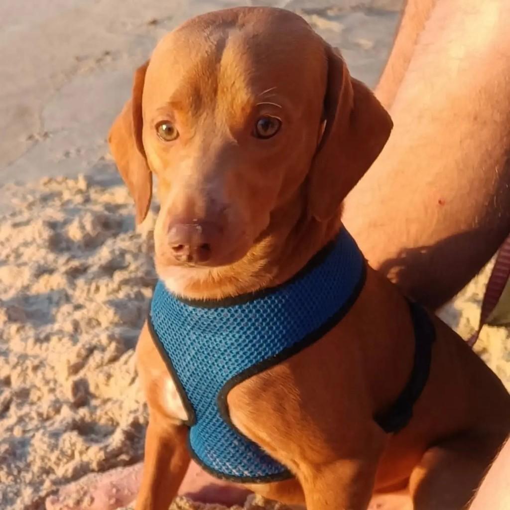Bento, cachorro de porte médio para adoção em Guarapari - ES