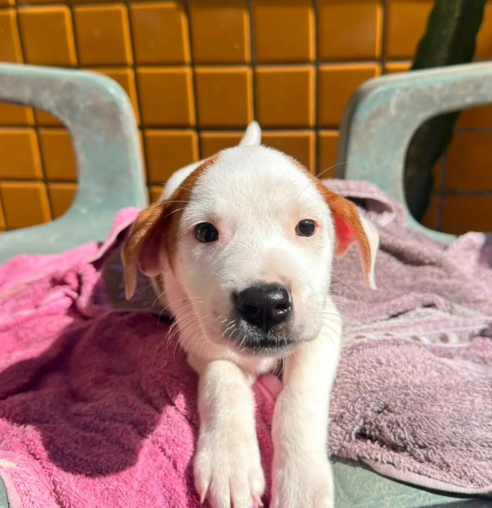 Essa lindaaaa, cachorro de porte pequeno para adoção em Guarapari - ES