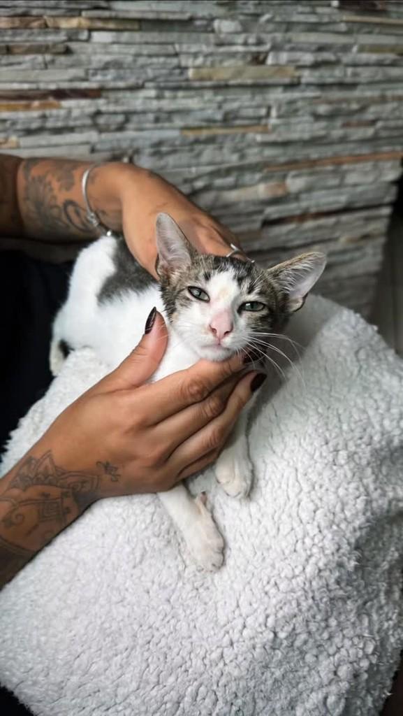 Lindeza, gata de porte pequeno para adoção em Guarapari - ES