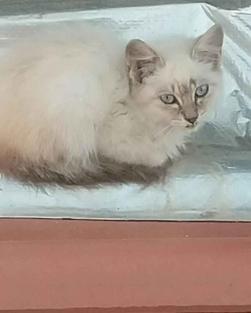Danielle, gata de porte pequeno para adoção em Guarapari - ES