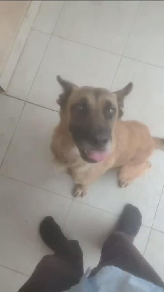 Raposa, cachorro de porte médio para adoção em Guarapari - ES