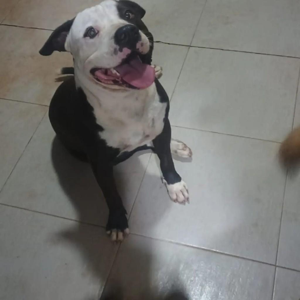 Anubis, cachorro de porte grande para adoção em Guarapari - ES