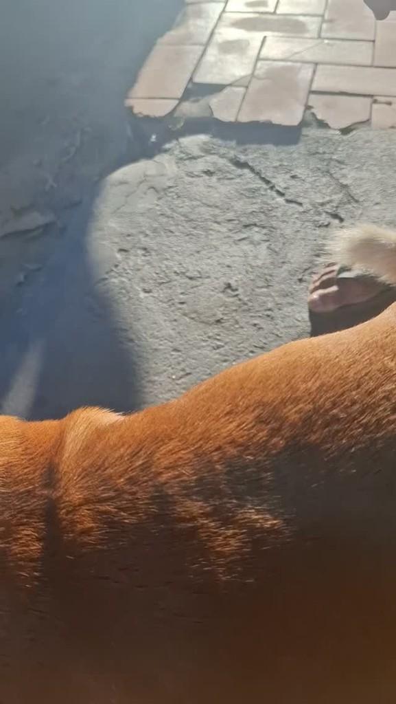 Oioi, cachorro de porte pequeno para adoção em Guarapari - ES