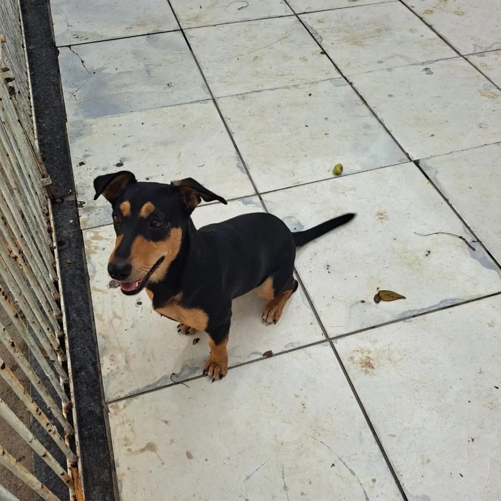 Salsichinha, cachorro de porte pequeno para adoção em Guarapari - ES