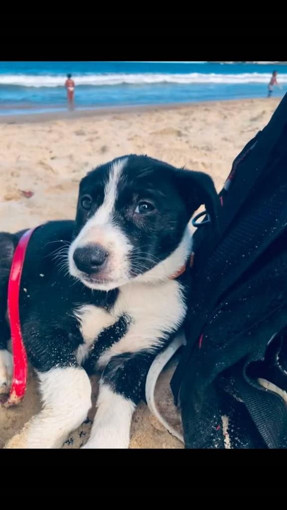 Pandora, cachorro de porte pequeno para adoção em Guarapari - ES