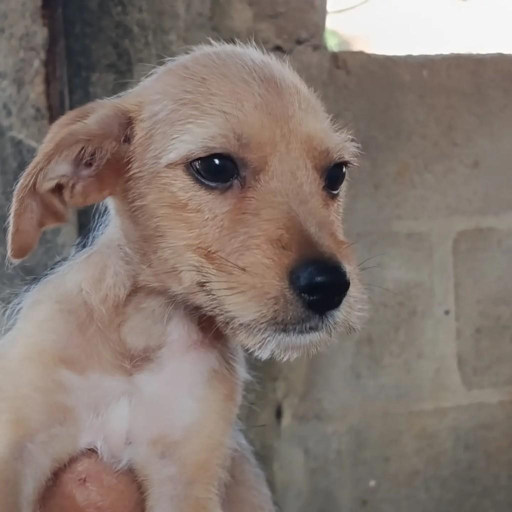 Caramelinha, cadela de porte pequeno para adoção em Guarapari - ES