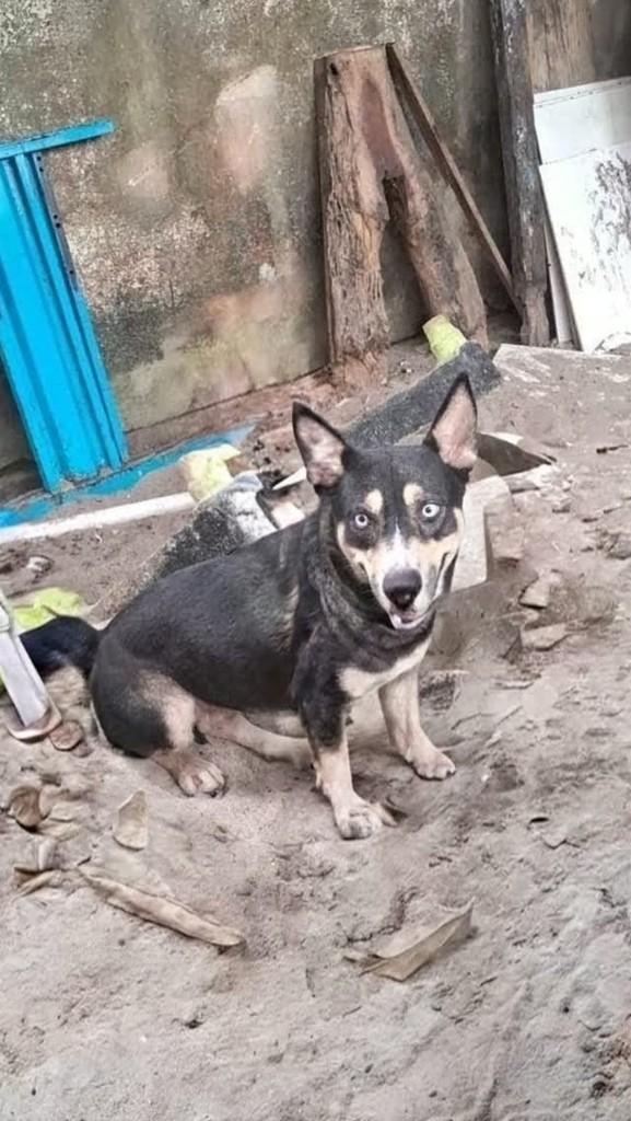 Lindeza, cachorro de porte pequeno para adoção em Guarapari - ES