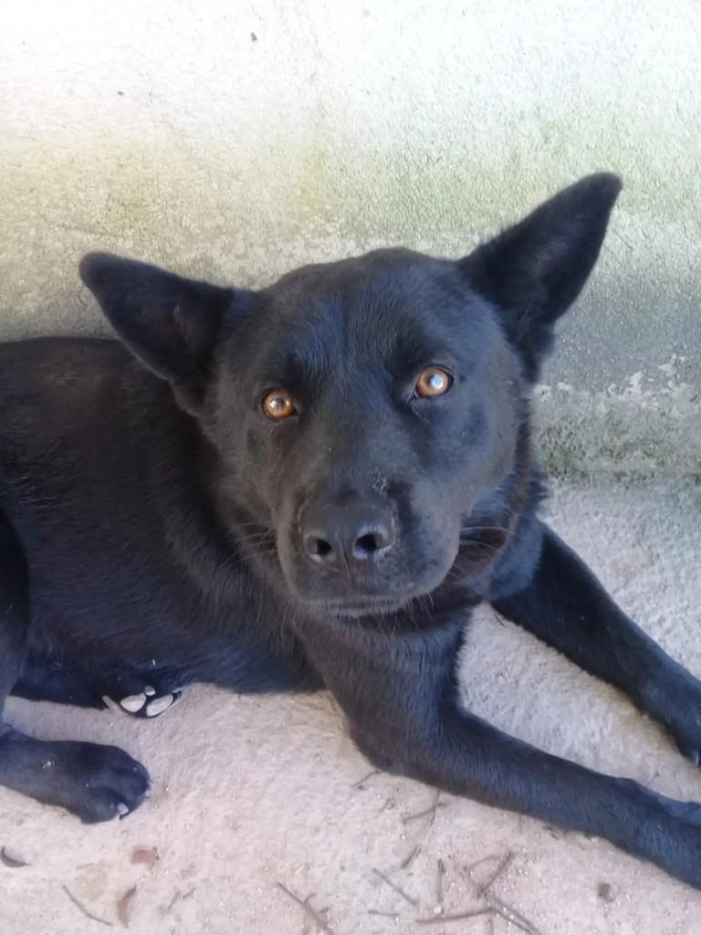 Lobinho, cachorro de porte médio para adoção em Guarapari - ES
