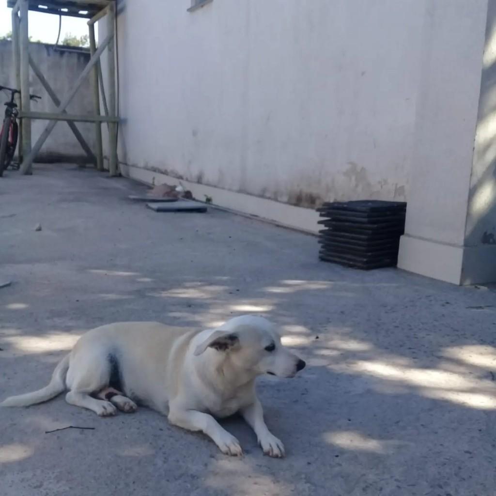 Branquinha, cadela de porte médio para adoção em Guarapari - ES
