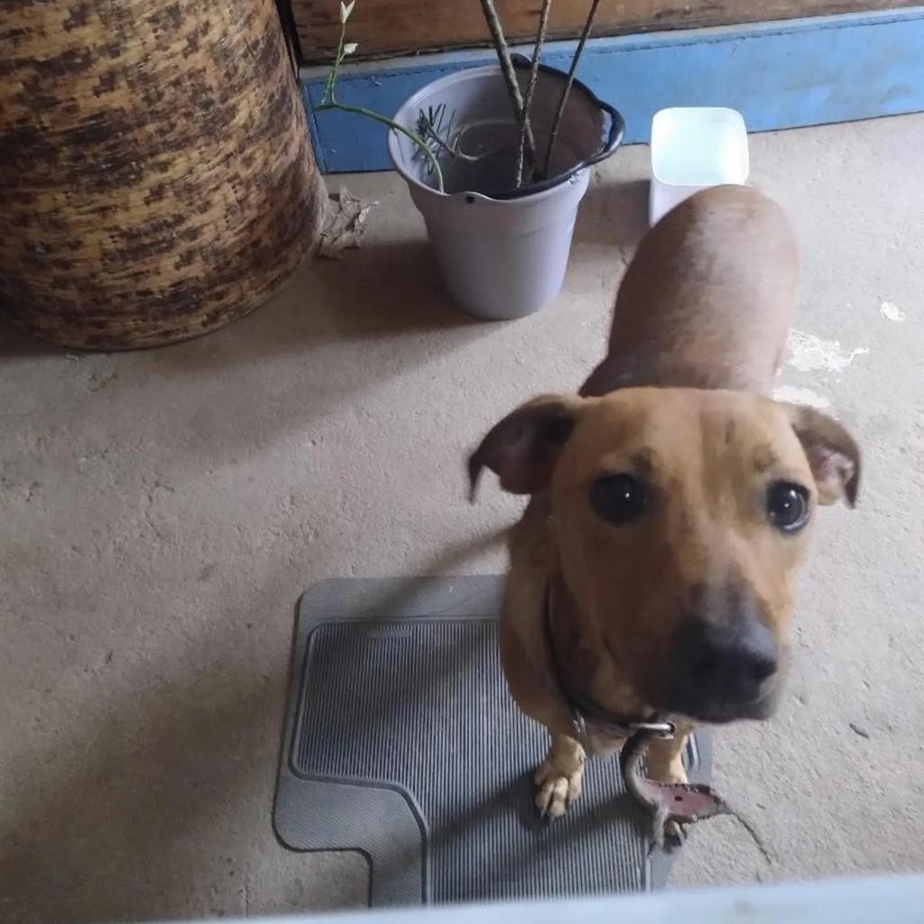 Novinha, cachorro de porte pequeno para adoção em Guarapari - ES