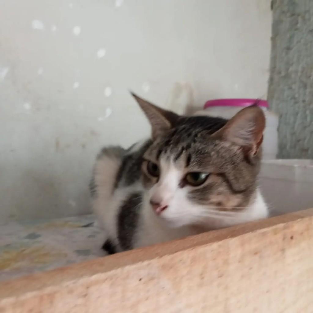 Novinha, gata de porte médio para adoção em Guarapari - ES