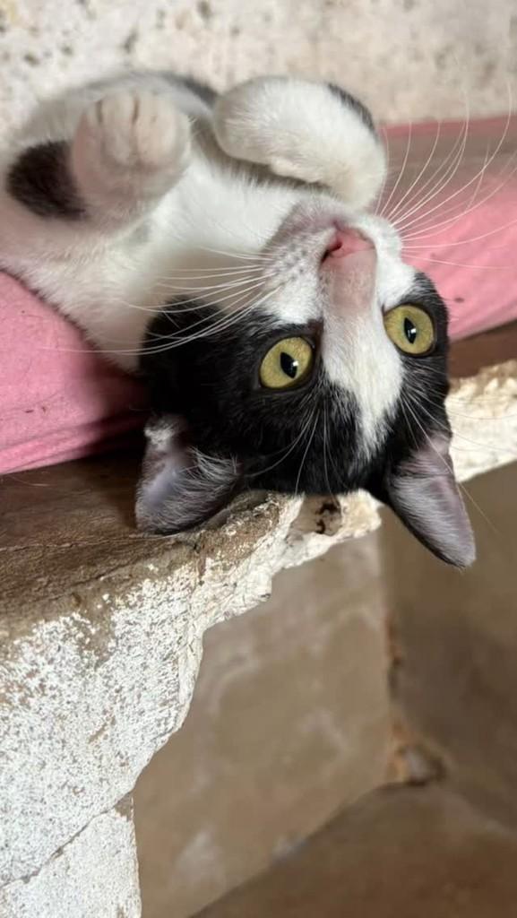 Belinha, gato de porte pequeno para adoção em Adamantina - SP