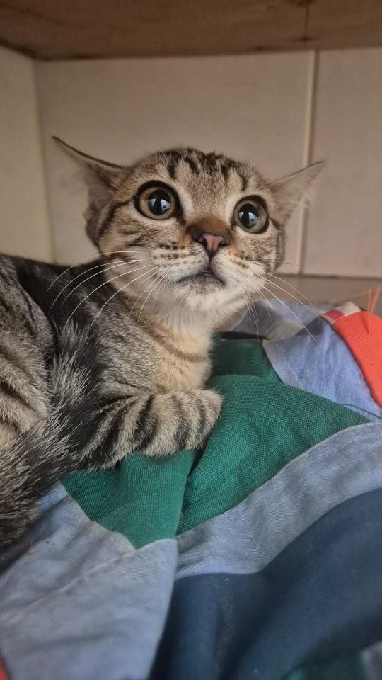 Julieta, gato de porte médio para adoção em Adamantina - SP