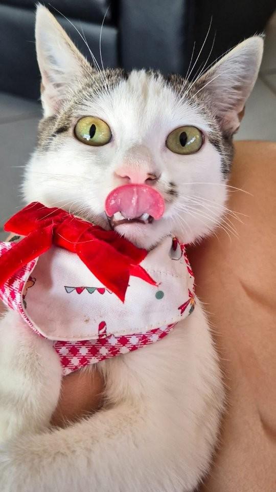 Carol, gato de porte médio para adoção em Adamantina - SP