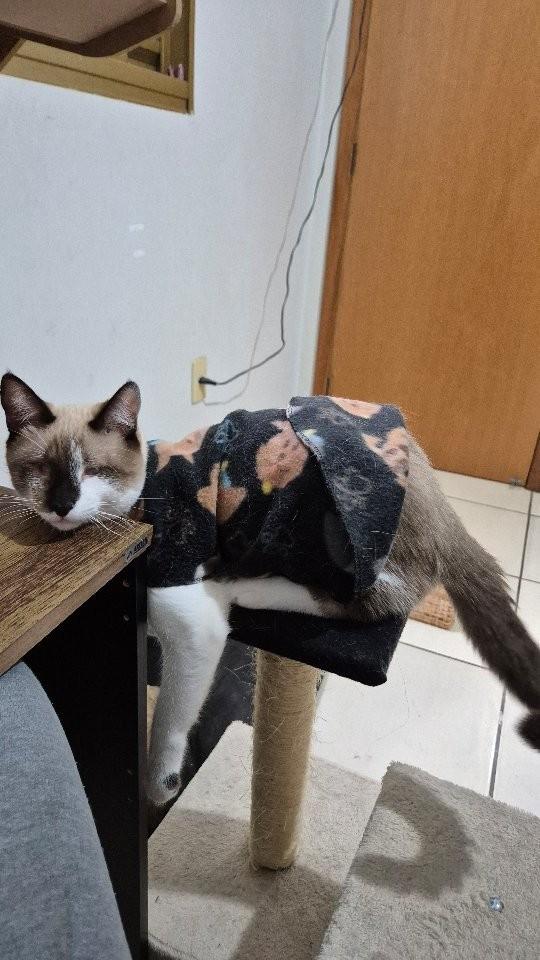 Chico, gato de porte pequeno para adoção em Adamantina - SP