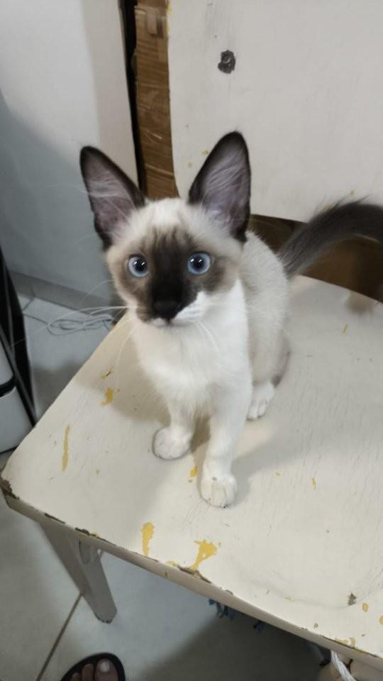 Nina, gato de porte pequeno para adoção em Adamantina - SP