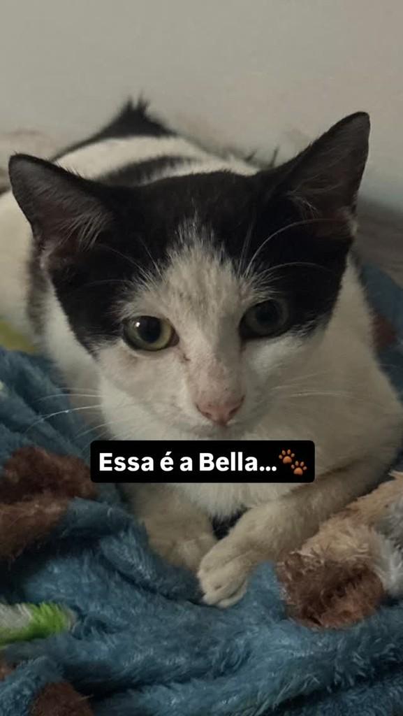 Bela, gata para adoção em Adamantina - SP