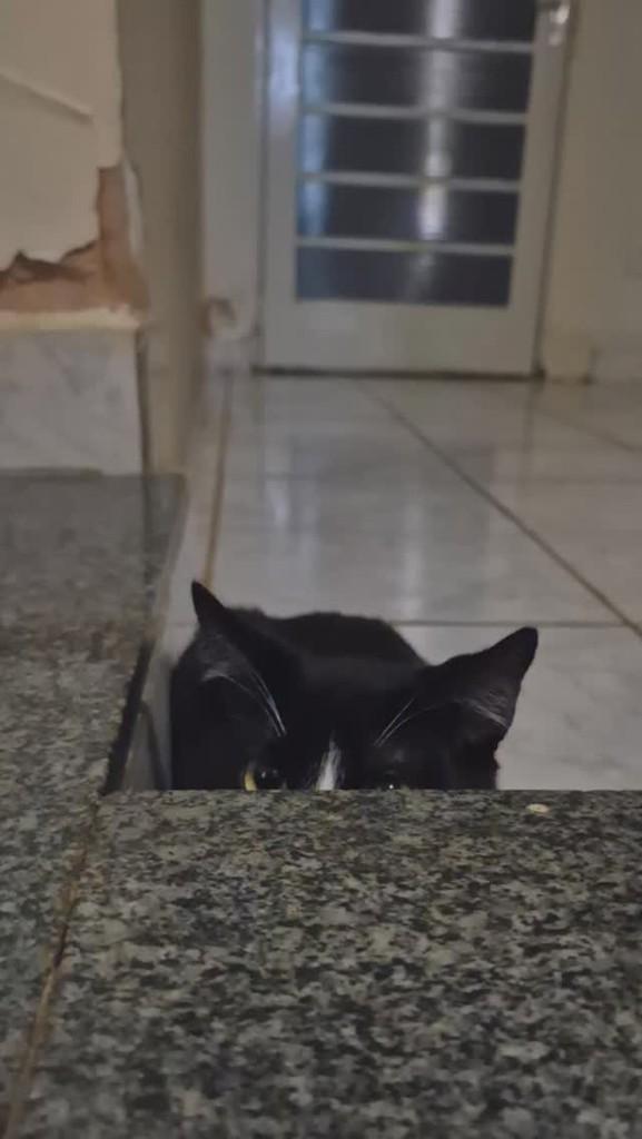 Tico, gato de porte pequeno para adoção em Adamantina - SP